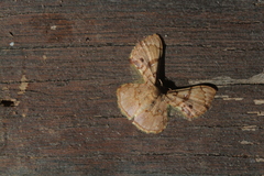 Hemipterodes rotundata