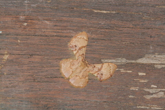 Hemipterodes rotundata