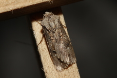 Agrotis puta