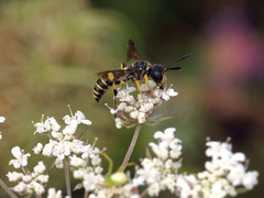 Cerceris arenaria