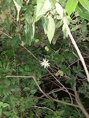 Passiflora trisecta