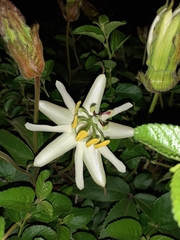Passiflora trisecta