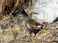Gallinula chloropus