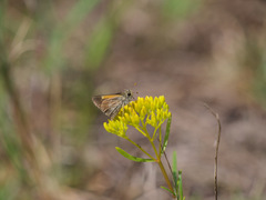 Polites baracoa baracoa