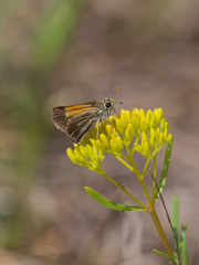 Polites baracoa baracoa
