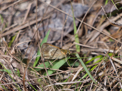 Polites baracoa baracoa