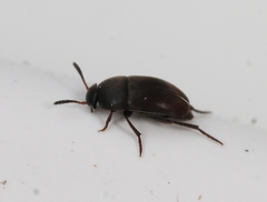 Ptomaphagus