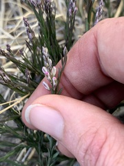 Polygala scoparioides