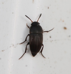 Ptomaphagus