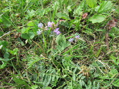 Oxytropis glabra