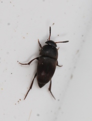 Ptomaphagus