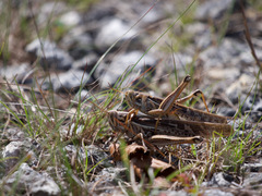 Schistocerca americana