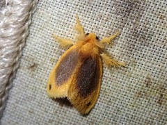 Artaxa nubilosa