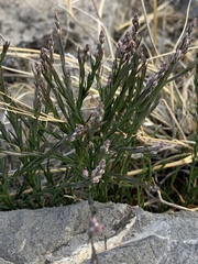 Polygala scoparioides