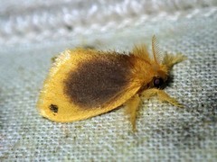 Artaxa nubilosa