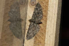 Eupithecia cocciferata