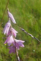 Dierama robustum