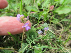 Oxytropis glabra