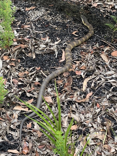 Tiger Snake sighting