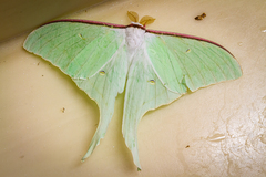 Actias aliena aliena