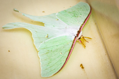 Actias aliena aliena