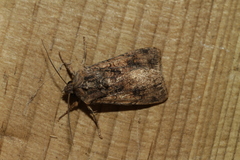 Agrotis segetum