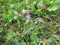 Oxytropis glabra