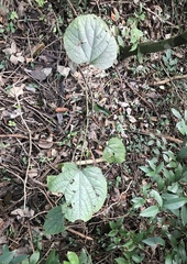 Clerodendrum speciosissimum