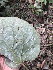 Clerodendrum speciosissimum