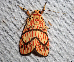 Barsine cornicornutata