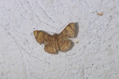 Hemipterodes divaricata