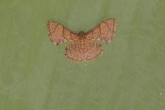 Hemipterodes divaricata