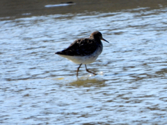 Calidris pugnax