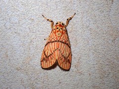 Barsine cornicornutata