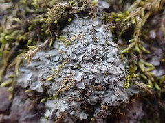 Phaeophyscia squarrosa