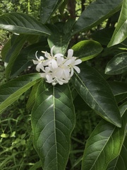 Holarrhena pubescens