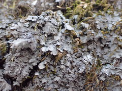 Phaeophyscia squarrosa