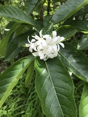 Holarrhena pubescens