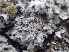 Phaeophyscia squarrosa