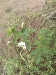 Cleome aculeata