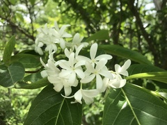 Holarrhena pubescens