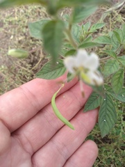 Cleome aculeata