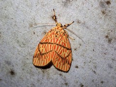 Barsine cornicornutata