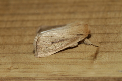 Sesamia nonagrioides