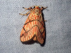 Barsine cornicornutata