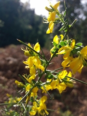 Genista falcata
