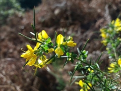 Genista falcata