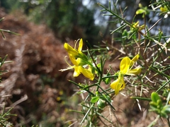 Genista falcata