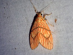 Barsine cornicornutata