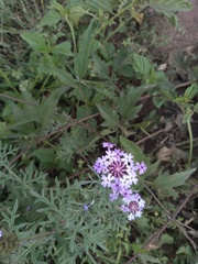Junellia crithmifolia